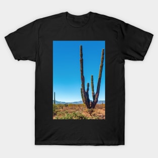 Cacti, Baja Sur, Mexico T-Shirt